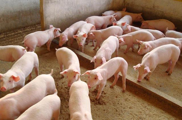 Exportação de carne suína em MT aumenta em 2023