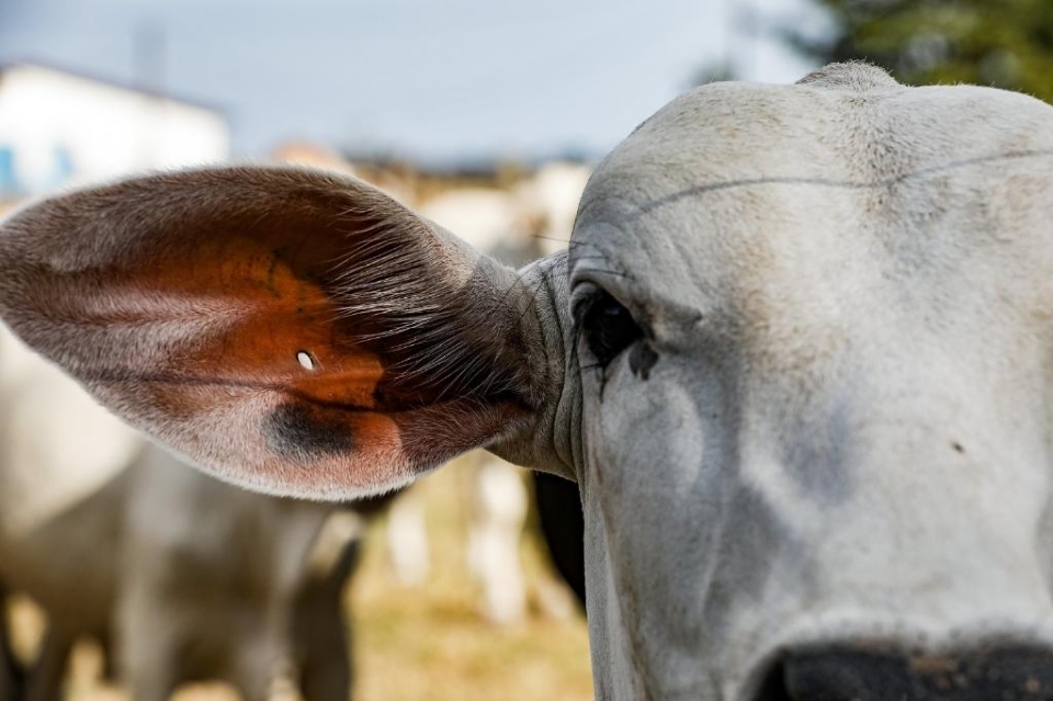 Mato Grosso registra exportação recorde de carne e atinge receita de R$ 1 bilhão