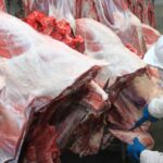 Exportações de carne de MT crescem 67% no 3º trimestre de 2025 e devem superar recorde de 2024