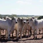 China abre novas oportunidades para frigoríficos de Mato Grosso