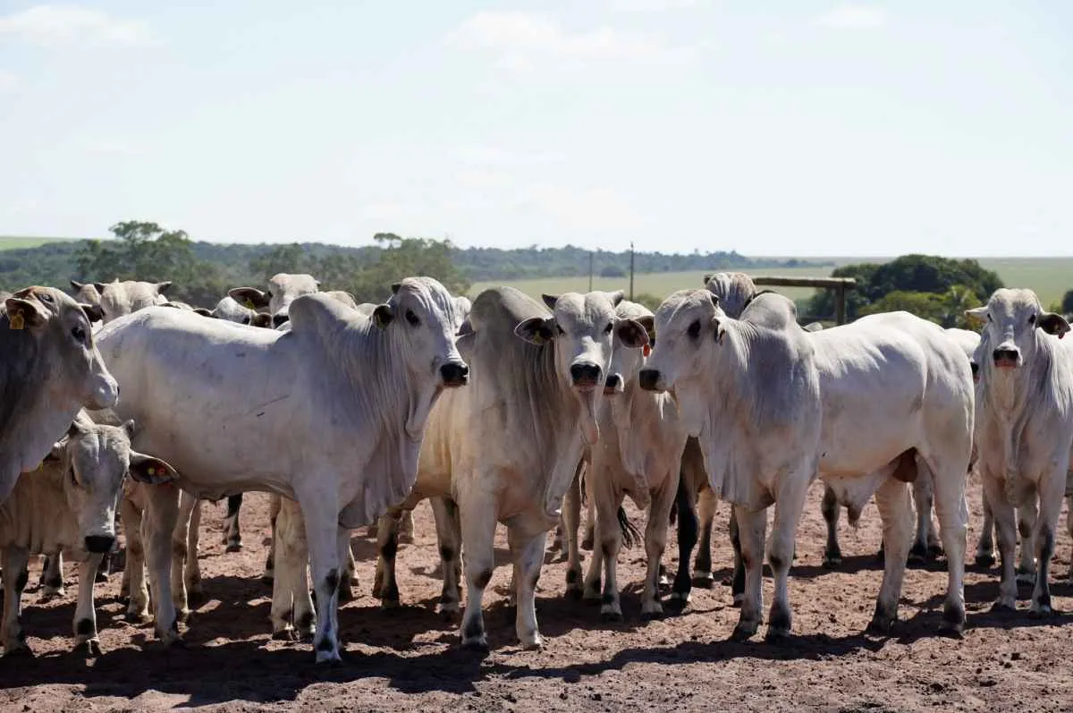 China abre novas oportunidades para frigoríficos de Mato Grosso
